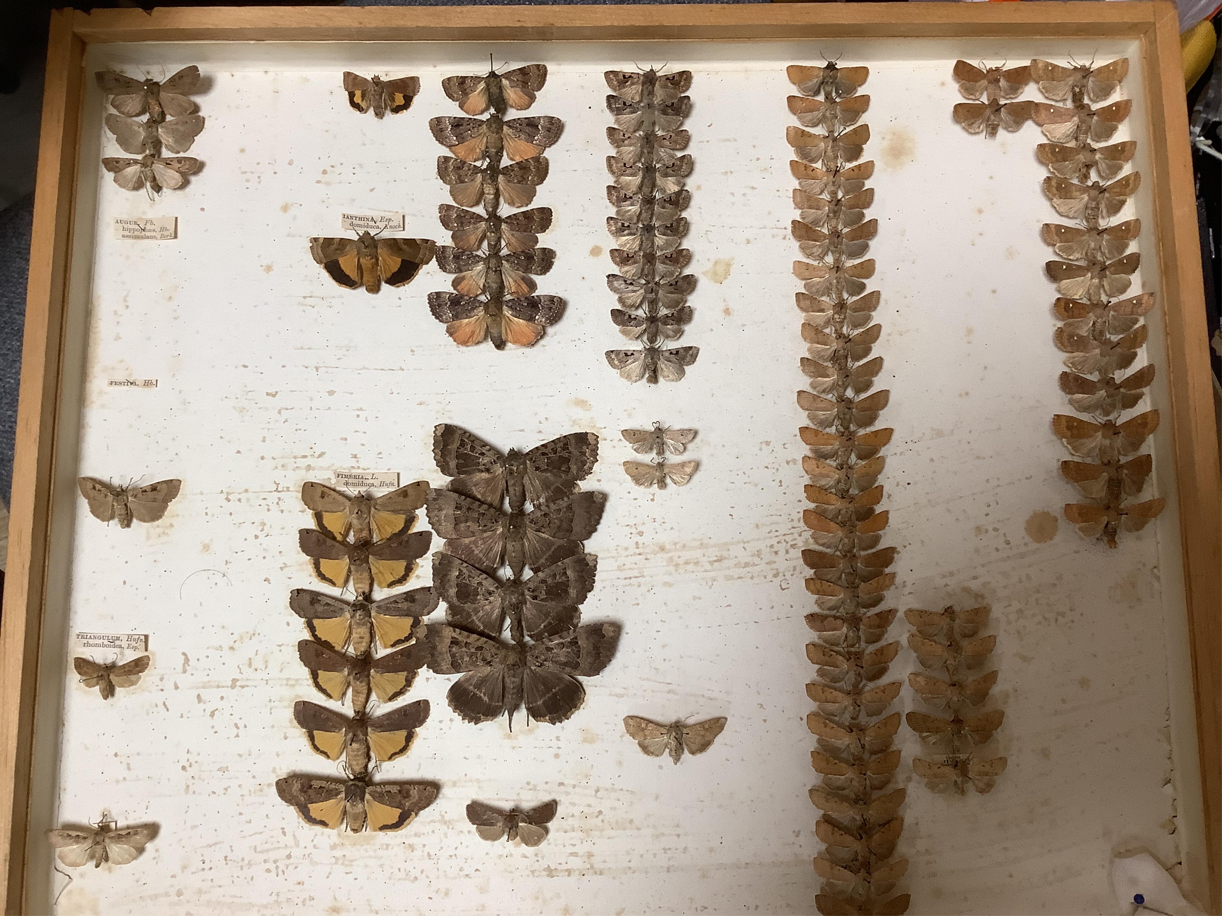 A Victorian ten drawer mahogany collector’s cabinet, containing a large selection of taxidermy moths, the contents checked against the UK register, each drawer with glazed cover, with a lockable glazed main door and orig